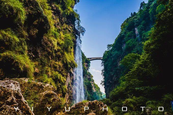 种植中药材 蹚出致富路