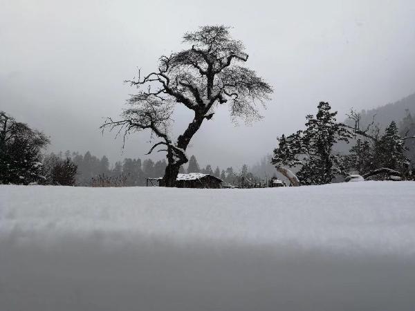 深度解读胃癌分型:广东药科大学广州复星禅诚医院肿瘤科潘静教授的专业指导