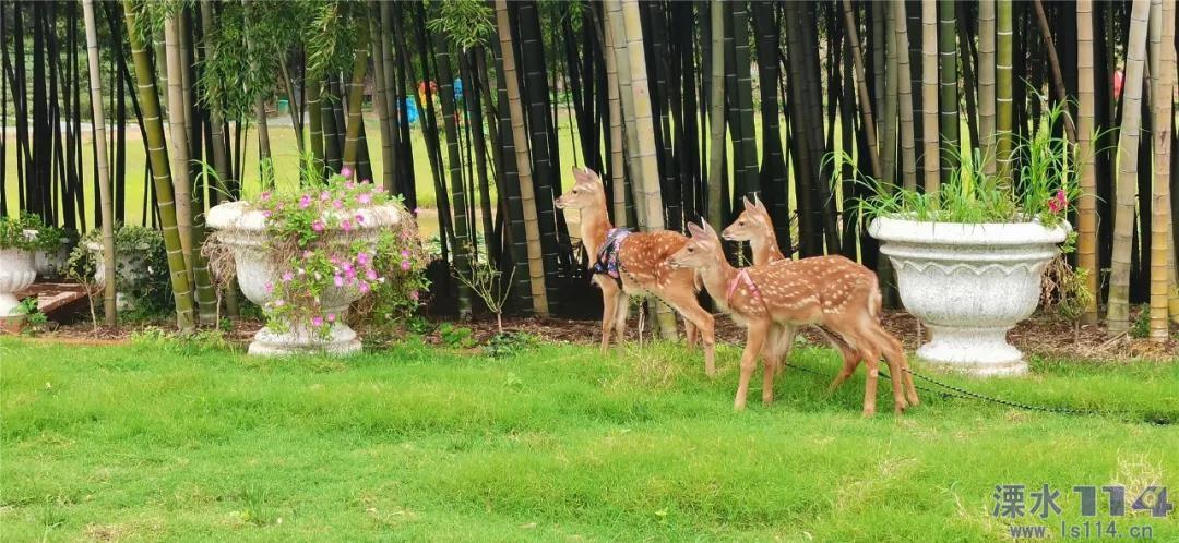 小猫钓鱼开船版最新版下载