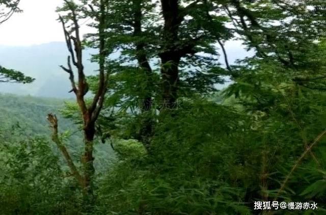 萌宠大连接
