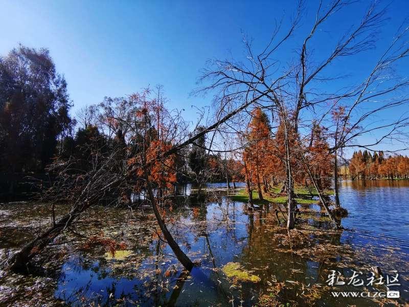 小红帽的冒险之旅