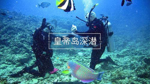 大白猫逃脱