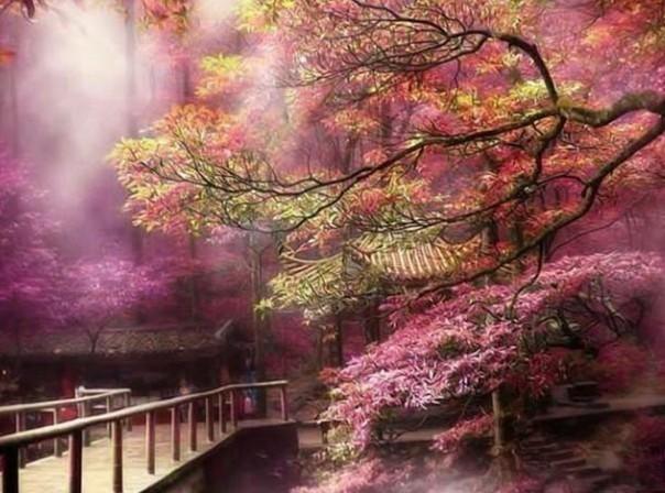 澳洲皮草
